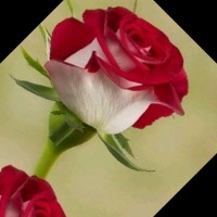 Fawzia Ghoula
