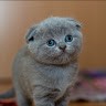 A Little Cute Kitten
