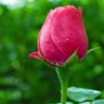 Shahid Nawaz