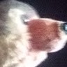 wolfy the wolf