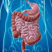 Gastroenterology Digestive Diseases