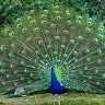 umesh kumar
