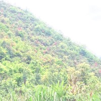 Ming Z.