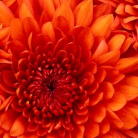 sonia maria frazão duarte