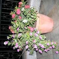 Polycarpe Nouetsa, PMP