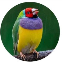 محمد ناصر سعد الدين