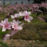 马瑞国