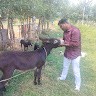 Arul Alex