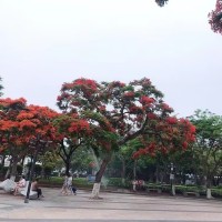 罗其武