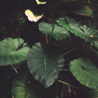 Sam Shou