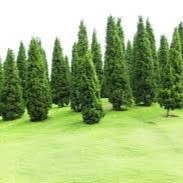 William Trees
