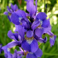 Iris Farina