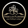 Tribulus Flowers