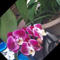Đạt Bùi Quốc