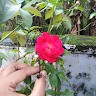 ashina aman