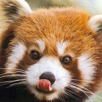 刘小胖