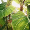 Obi Maraobi -Dpscs-