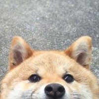 Kittipob Wongkanta