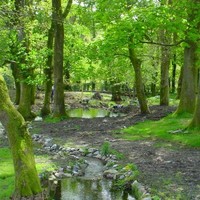 Hafan y Coed