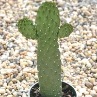 Guanlun One Zhao