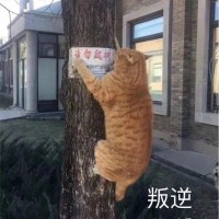 赖伟杰