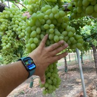 Jose Maria Pérez Díaz