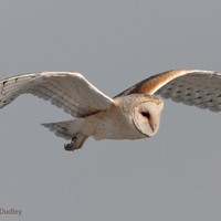 Vanessa ModernPolyglots