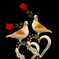Mohamed Hashim