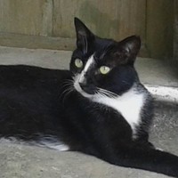 陈永燊