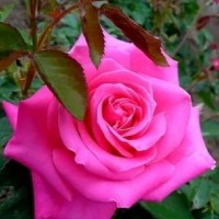 Saju S