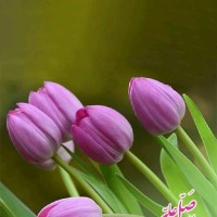 Aneel Waqar