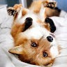 Khestri Fox