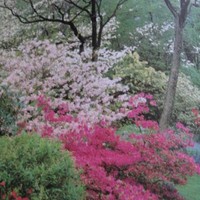 Estela  Garza Diaz Barriga Manrique de Lara