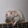 Elodie Rat