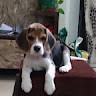 Mr. Leo Beagle