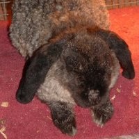 Curly Rabbits Curly Rabbits