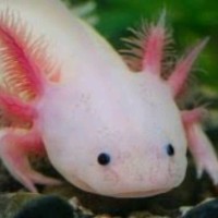 Juan Manuel Campos Jiménez