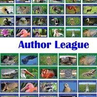 Author League