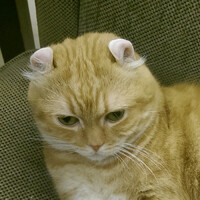 宋大俠