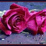 Sameera Baksh