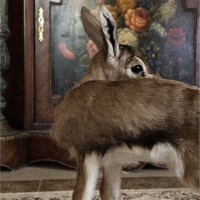 نوره العتيبي