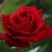 Dipesh Sangraula