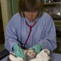 Meg Sutherland-Smith