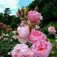 patsara luangtongpapa