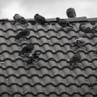 Bird Nesting Services