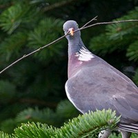 Christoph Belohaubek