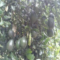 Guillermo Morelos Pulido