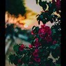 Navya మెరుగు