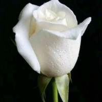 سفيان عبود