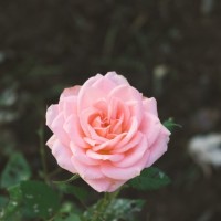 Pinky Sharma